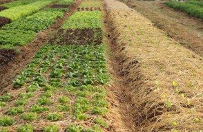 By Adopting Crop Rotation, Farmers Will Get More Production and Crop Yield in Agriculture