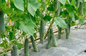 Farmers Can Earn Good Income by Cucumber Cultivation in Polyhouse, Know the Method