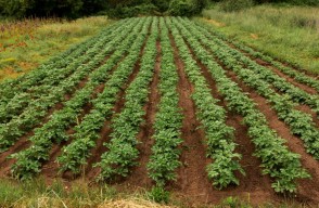Know the Right way to Potatoes Cultivation, Maximum Profit at Low Cost