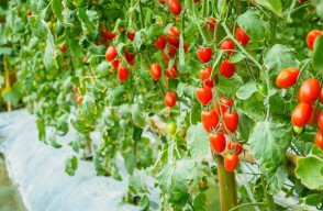 How to do Tomato Cultivation Tips