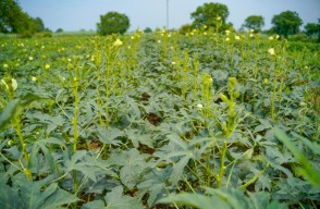 Ladyfinger Cultivation Technology from Sowing to Pest Management on Complete information