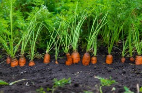 Carrot Cultivation will be a Profitable Crop for Farmers and will Provide Good Production