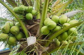 The Secret of Successful Coconut Farming in India