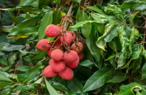 How to do Litchi Cultivation Completed information