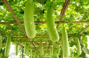 Know Bottle Gourd Cultivation, Complete information