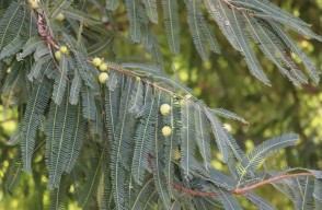 Farmers can earn Good Profits from Amla cultivation, Know all the information