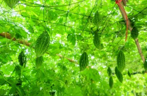 How to Do Grow Bitter Gourd Cultivation in India, Bitter Gourd Diseases and Control