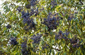 Jamun Cultivation, Benefits and Good Profit, Complete information