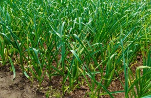 Garlic Cultivation, Production and Advance Variety, Know the Method of Farming