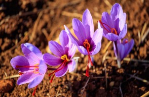 Saffron Cultivation in India, Different Varieties and Benefits and Uses Know