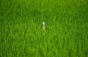 Green Revolution in india in Hindi: भारत में हरित क्रांति की सफलताएं एवं किसानों पर इसका प्रभाव