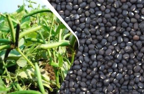 Urad Cultivation in Hindi: गर्मियों में करें उड़द दाल की खेती देगी अच्छा मुनाफा, जाने संपूर्ण जानकरी