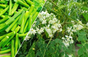 Surjana Cultivation of Medicinal Plants and its Uses, Know Complete information