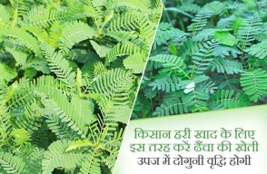 Double Your Yield with Dhaincha Cultivation for Green Manure, A Guide for Farmers on Khetivyapar