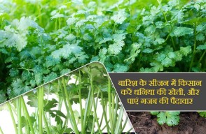 Coriander Farming: बारिश के सीजन में किसान करें धनिया की खेती, और पाएं गजब की पैदावार,