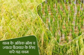 Farmers can increase their Paddy Crops production by adopting new techniques and technology