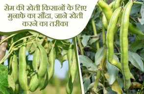 How to do Bean Cultivation, Know Complete information