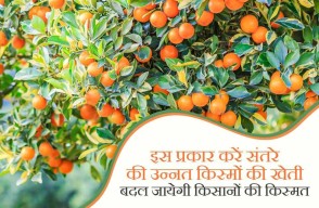 Orange Farming in Hindi: इस प्रकार करें संतरे की उन्नत किस्मों की खेती बदल जायेगी किसानों की किस्मत, आइए जानें Khetivyapar पर