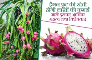 Know Dragon Fruit Cultivation, Advanced Variety and Benefits