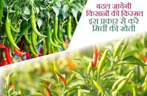 Chilli Cultivation in Hindi, बदल जायेगी किसानों की किस्मत, इस प्रकार से करें मिर्ची की खेती