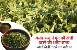 Summer is the right time for moong cultivation, More Production