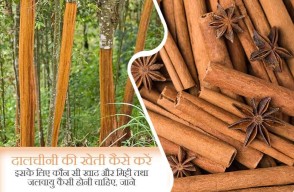 Cinnamon Cultivation, Fertilizer, Soil, and Climate Requirement, Know on khetivyapar