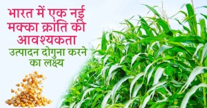 Maize production in India, there is a need for a new revolution, learn why and how