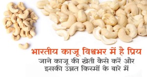How to Cashew Cultivation and know all the information from sowing to harvesting