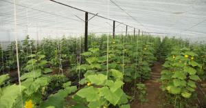 Bottle Gourd and Cucumber Farming