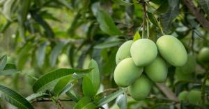 Mango farming: भारत में आम की खेती: उच्च उत्पादन और आय के लिए वैज्ञानिक तकनीकि