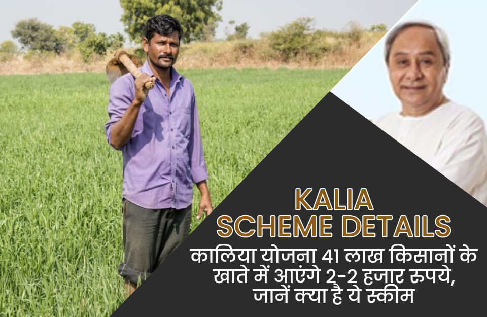 Kalia Scheme Details in Hindi: कालिया योजना  41 लाख किसानों के खाते में आएंगे 2-2 हजार रुपये, जानें क्‍या है ये स्‍कीम