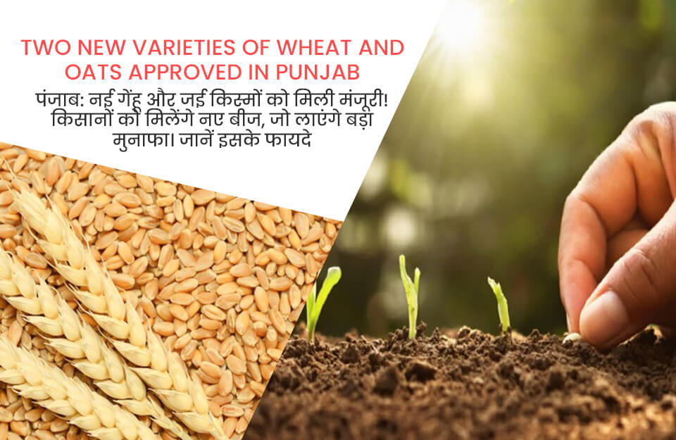 Two New Varieties of Wheat and Oats Approved in Punjab in Hindi: पंजाब में गेंहू और जई की दो नई किस्‍मों को मंजूरी, किसान मेलों में मिलेंगे बीज, किसान पाएंगे बड़ा मुनाफा, जानें फायदें