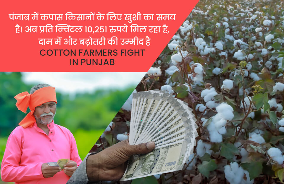 Cotton Farmers Fight in Punjab in Hindi: पंजाब में कपास किसानों की बल्‍ले-बल्‍ले, 10,251 रुपये प्रति क्विंटल मिल रहा दाम, और रेट बढ़ने की उम्‍मीद