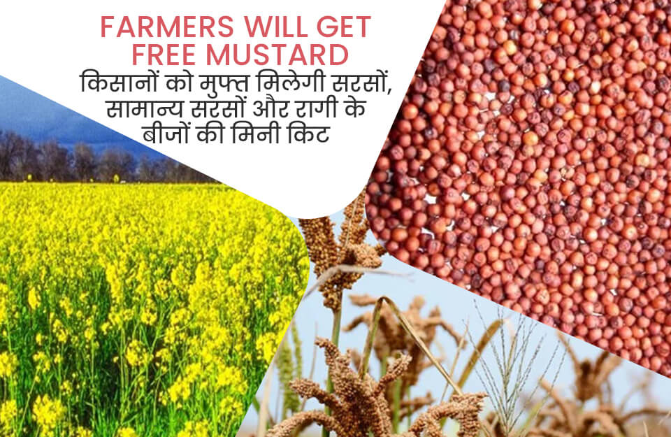 Farmers will Get Free Mustard in UP in Hindi: यूपी में किसानों को फ्री मिलेगी सरसों, सामान्‍य सरसों व रागी के बीजों की मिनी किट