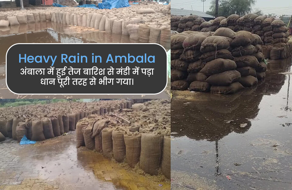 Heavy Rain in Ambala in Hindi: अंबाला में हुई तेज बारिश से मंडी में पड़ा धान पूरी तरह से भीग गया