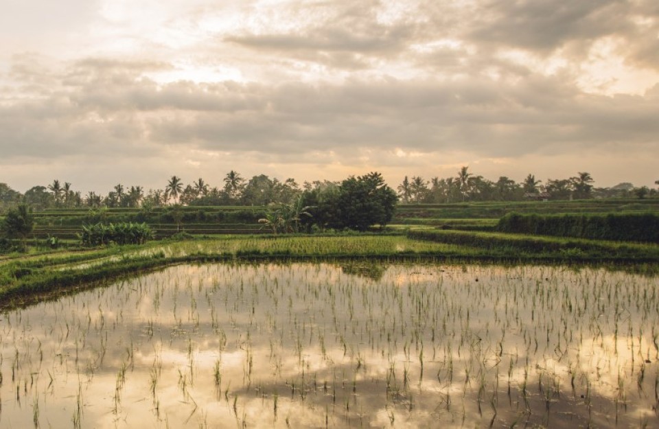 Farmers Worried About Irregular Monsoon Patterns in India in Hindi: भारत में अनियमित मॉनसून के पैटर्न से किसानों को चिंता Farmers Worried About Irregular Monsoon Patterns in India in Hindi: भारत में अनियमित मॉनसून के पैटर्न से किसानों को चिंता
