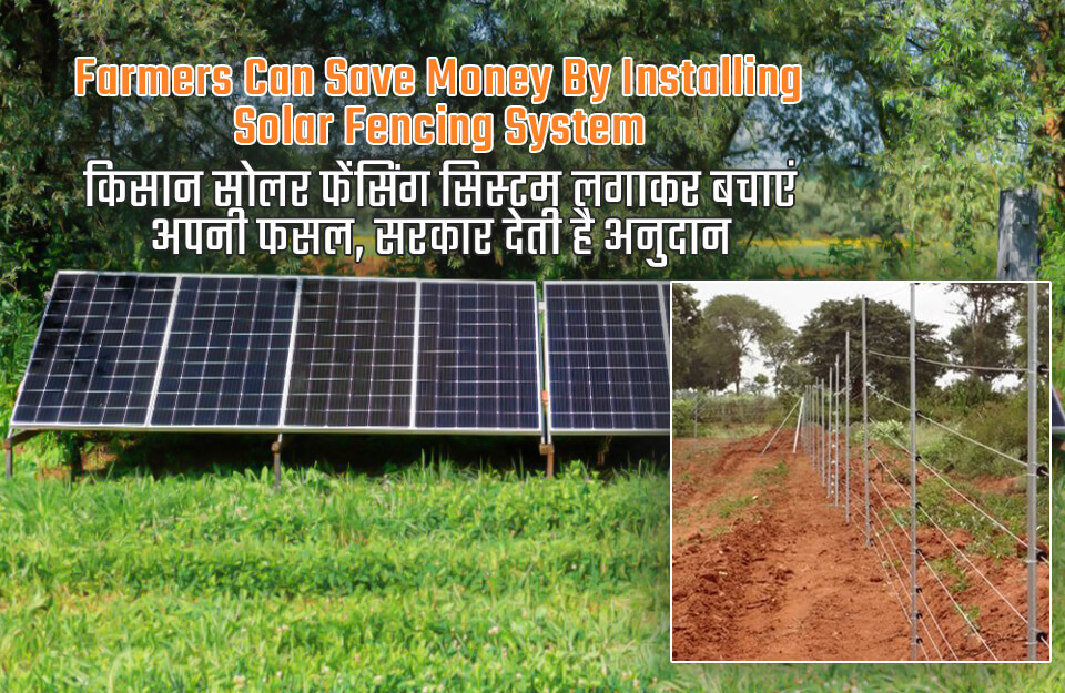 Farmers can save their crops by installing solar fencing system Farmers can save their crops by installing solar fencing system