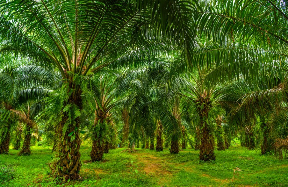 11 राज्‍यों में 7000 हेक्‍टेयर में लगाए जा रहे ऑयल पाम पौधे  (Oil palm plants are being planted in 7000 hectares in 11 states.)