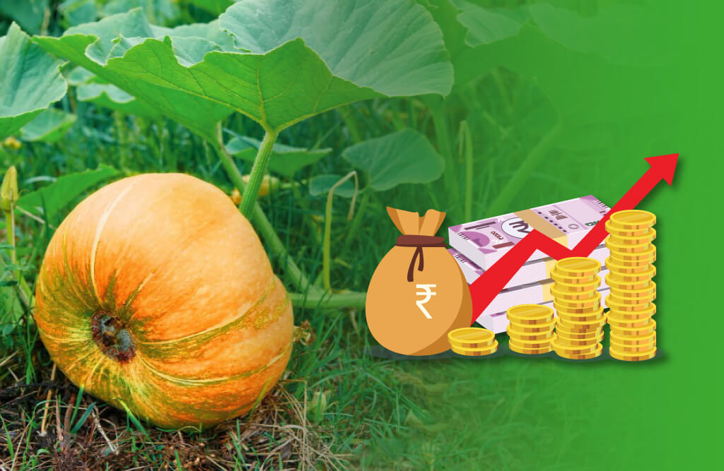Pumpkin Farming Profits in Hindi: कद्दू की खेती से लौटी किस्मत
