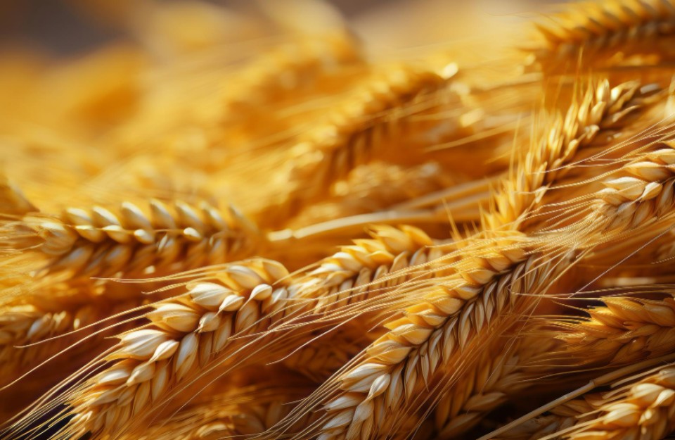 28 अगस्त को जारी मुख्य मण्डियों में गेहूँ के प्रमुख वेरायटी के औसतन भाव