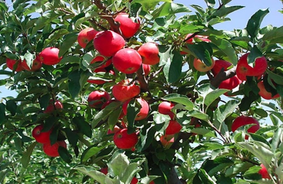 29 अगस्त को जारी मुख्य मण्डियों में सेब के प्रमुख वेरायटी के औसतन भाव