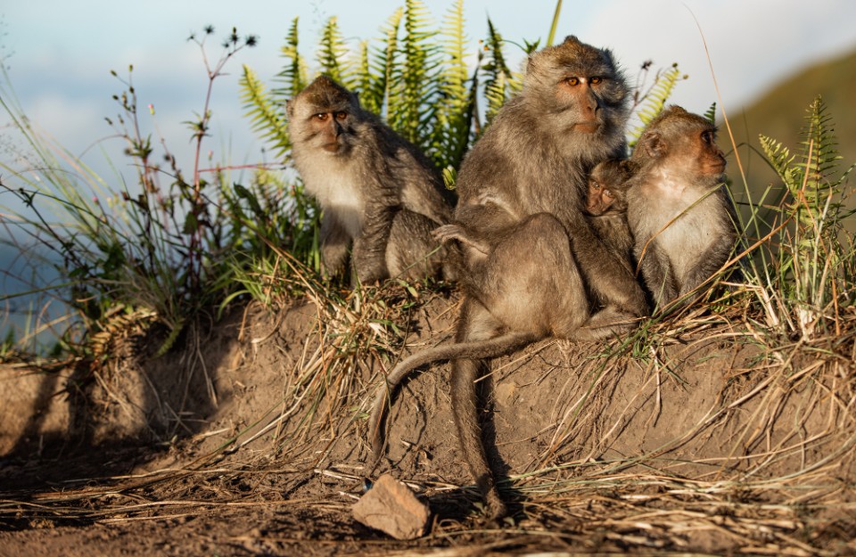 कर्नाटक के किसान ने फसलों को पक्षियों और बंदरों से बचाने की अपनाई नायाब तकनीक