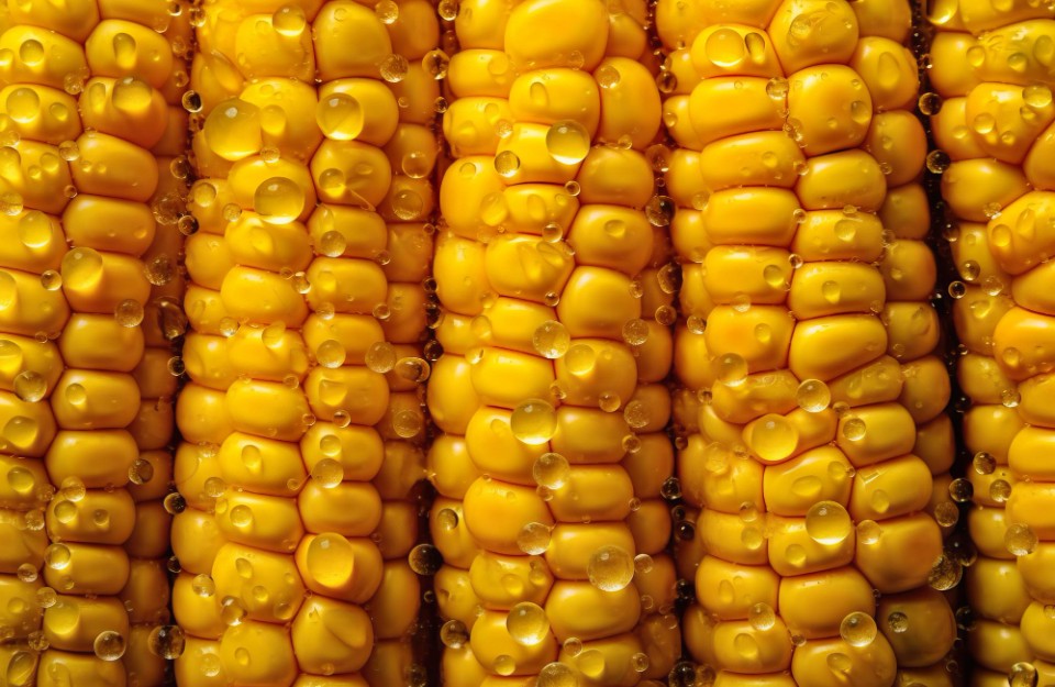 13 सितम्बर को जारी मुख्य मडियों में मक्के की प्रमुख वेरायटी के औसतन भाव