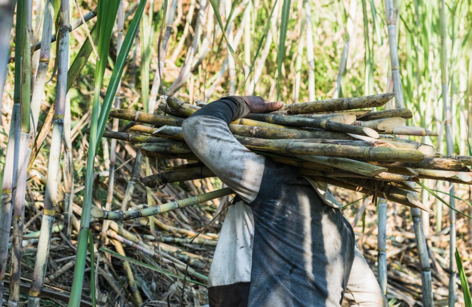 गन्ना किसानों को लेकर सरकार की चिंता बढ़ी