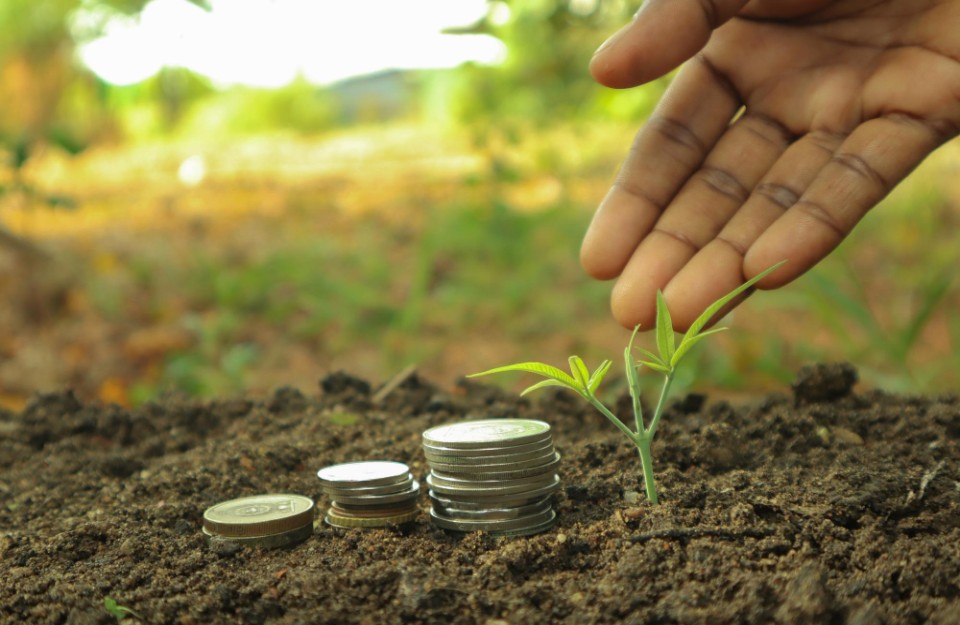 2023-24 फसल वर्ष में तीन राज्यों के 27,000 किसानों को देगी अफीम पोस्त की खेती का लाइसेंस