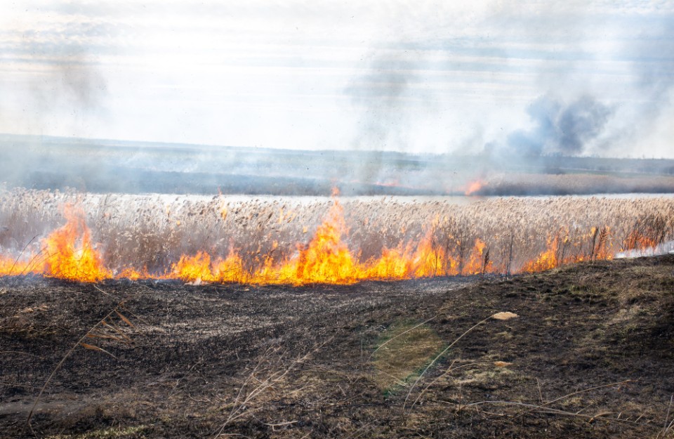 हरियाणा में पराली जलाने की घटनाओं में लगातार आ रही कमी (Continuous decline in incidents of stubble burning in Haryana)