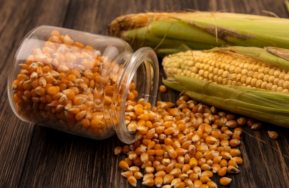 12 अक्टूबर को जारी मुख्य मडियों में मक्के की प्रमुख वेरायटी के औसतन भाव