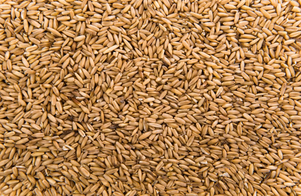 Himachal Pradesh: Around Kullu, 330 quintals of wheat seeds will be distributed to farmers