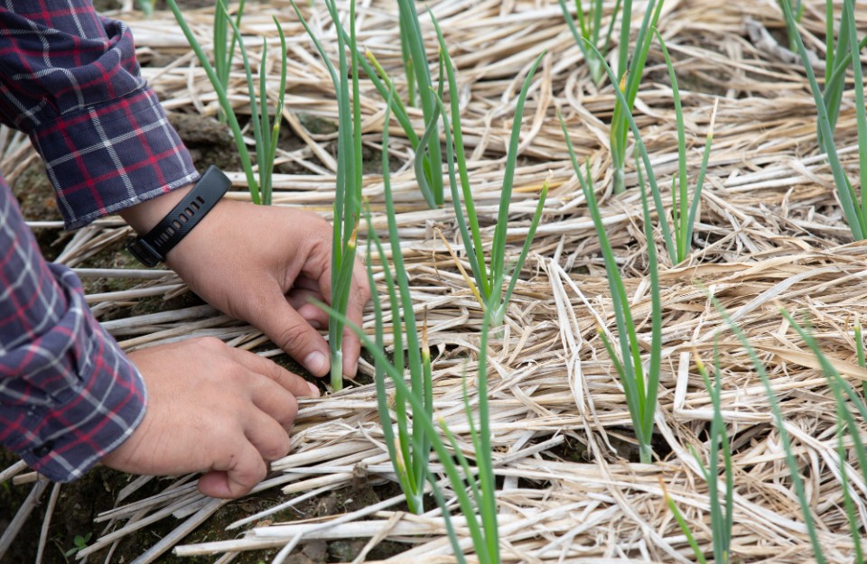 हरियाणा में फसल विविधीकरण अपनाने वाले किसानों को मिल रहा विशेष प्रोत्साहन