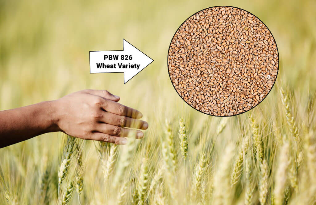 During the wheat sowing season, the PBW-826 seed is 'missing,' and the government supply Absent
